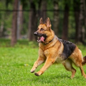 The most recommended brands of CBD oil for dogs